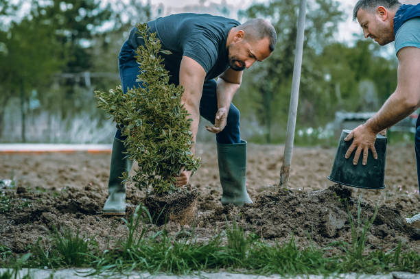 Best Tree Health Inspection  in Salem, OR