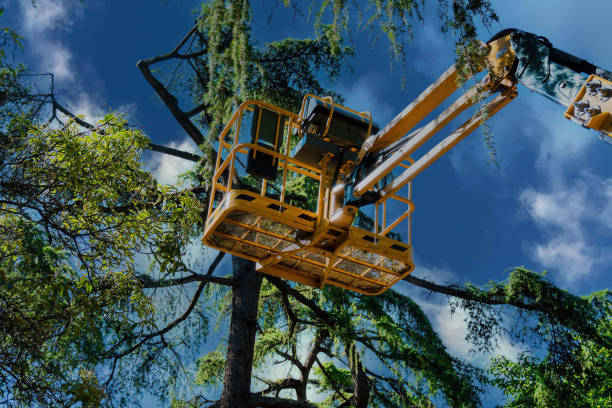Professional Tree Services in Salem, OR