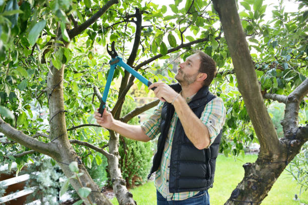 How Our Tree Care Process Works  in  Salem, OR